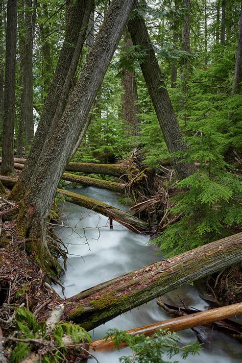 Beautiful Forest Scene Photograph by Paul Freidlund