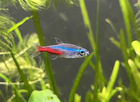 Neon Tetra Disease Symptoms and Treatments - hygger