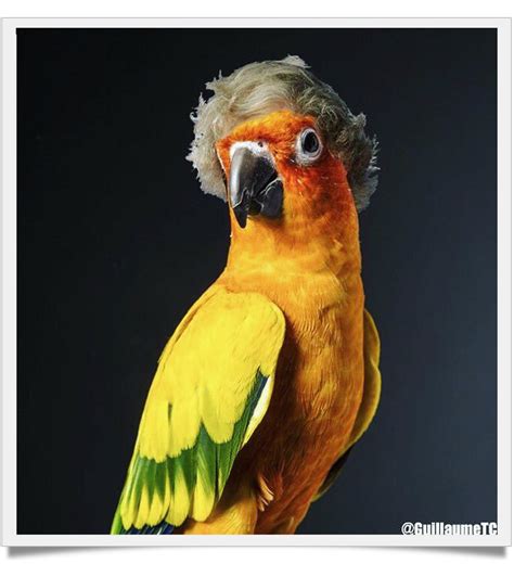 Why the maverick Logan Paul bird is so famous - Known Pets