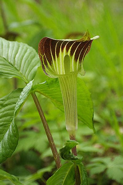 Arisaema 'Triphyllum' – The Gentlemens Backyard