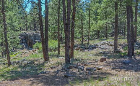 #1 Arizona Pine Forest. Near Flagstaff, Coconino County, Arizona USA. Photograph by Norm Lane ...