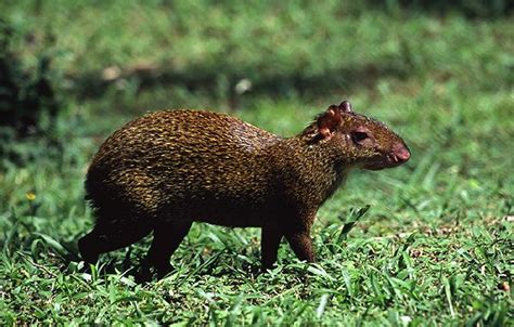 The Agouti (mammal), Costa Rica