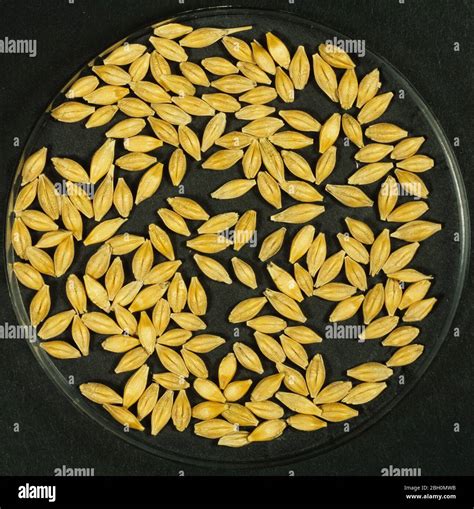 Process malting barley seed germination hi-res stock photography and images - Alamy