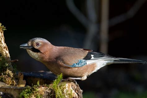 Ireland’s Birds - BirdWatch Ireland