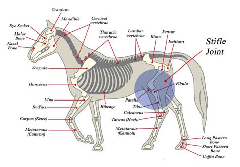 equine stifle anatomy