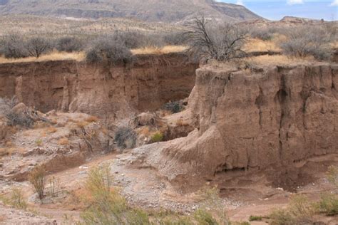 Dispatch From the Chihuahuan Desert Grasslands - Regeneration International