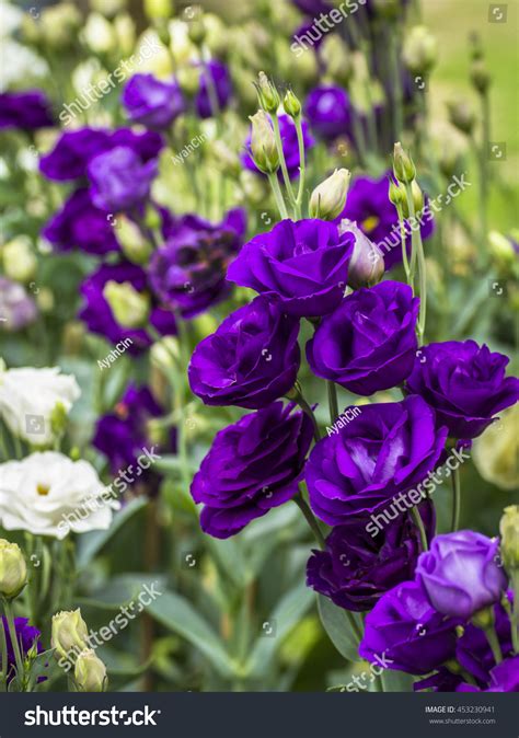 Purple Lisianthus Bouquet | peacecommission.kdsg.gov.ng