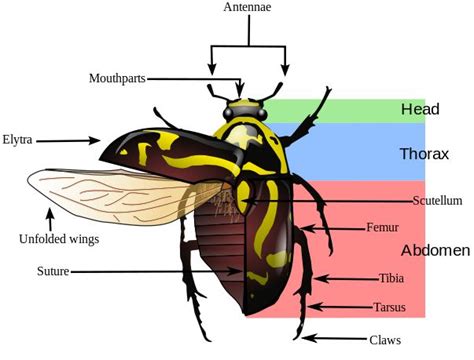 The morphology of a beetle, with a fiddler beetle as an example species ...