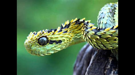 Atheris