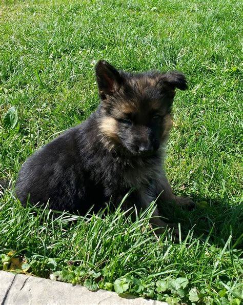 The stella/Bo von shap litter... - Von Shap German Shepherds