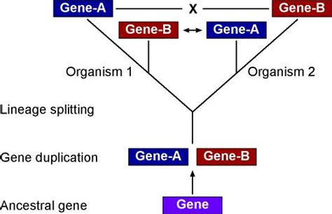 Orthologous Vs Paralogous Genes Examples - cloudshareinfo