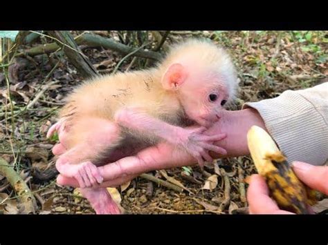 Monkey BiBi - YouTube Pet Monkey For Sale, Monkeys For Sale, Baby Monkey Pet, Small Monkey ...