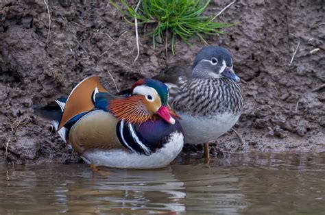 The Mandarin Duck - 10,000 Birds