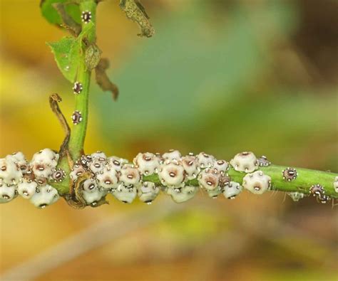 Scale on Plants-Identification and Eradication - The Contented Plant