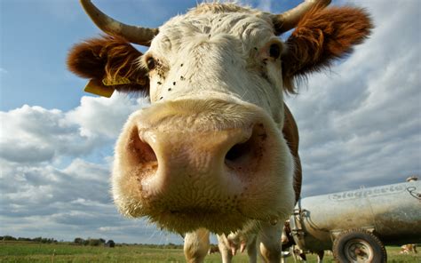 Fonds d'ecran Artiodactyles Vache Museau Animaux télécharger photo