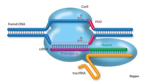 史上最全！CRISPR/Cas9基因编辑方法总结（一） - 美格生物，领先的IVD分子检测技术提供商！