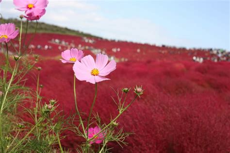 Celebrate the Arrival of Autumn at Hitachi Seaside Park