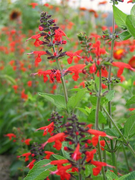 Salvia, 'Texas Hummingbird Sage' | Uprising Seeds