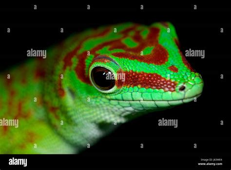 madagascar day gecko Stock Photo - Alamy