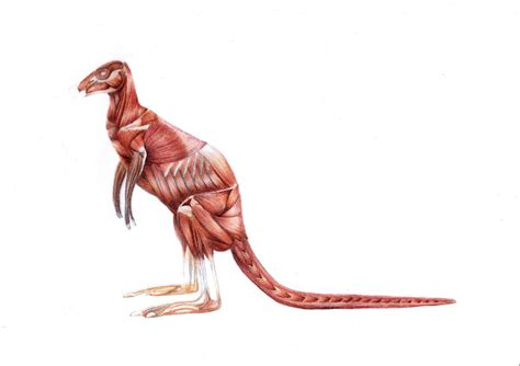 Kangaroo Anatomy - Muscle by JodieQuinn on DeviantArt