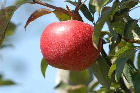 Honeycrisp apple season in full swing - Leader Publications | Leader Publications