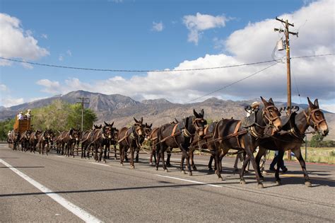 Parade – Mule Days, Bishop, CA