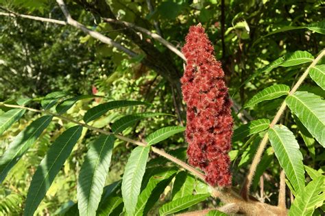 Wild Edible: Staghorn Sumac – Seashore to Forest Floor