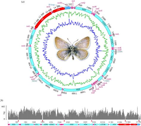 Figure 2 from Museum genomics reveals the Xerces blue butterfly (Glaucopsyche xerces) was a ...