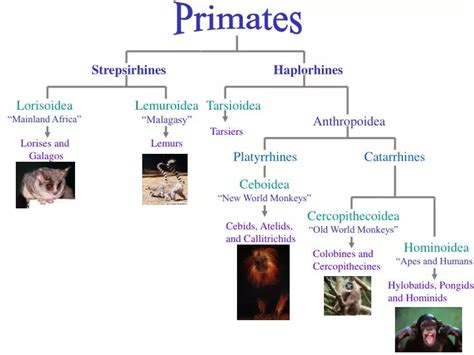 PPT - Strepsirhines PowerPoint Presentation, free download - ID:1803524