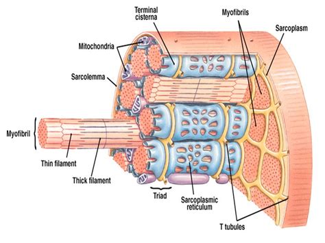 Muscle fiber component: Sarcoplasmic Reticulum | Anatomy | Pinterest | Physiology, Muscle and ...