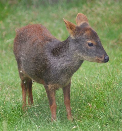 Pudu deer (Pudu mephistophiles and Pudu puda) By Murray Thomas - Wild Deer & Hunting Adventures