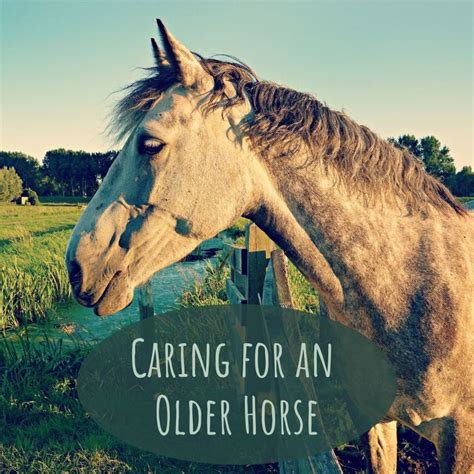 How to Care for Old Horses: 5 Senior Horse Care Strategies - PetHelpful