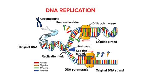 What Is the purpose of Replication Fork?