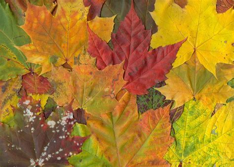 Leaf Mold: Use Fall Leaves to Improve Garden Soil - Dengarden