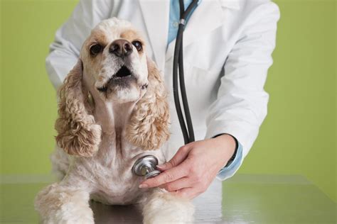 Heart Disease in Dogs - Signs, Diagnosis and Treatment