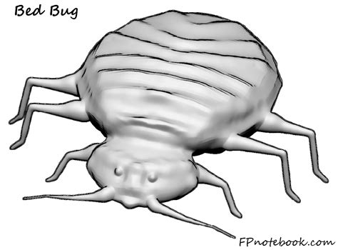 Bed Bug