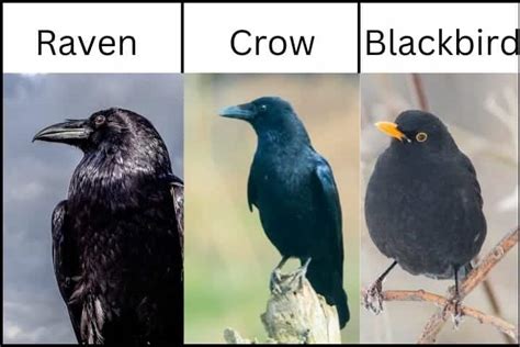 Difference Between Crow And Raven