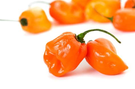 Habanero Orange: Don't underestimate this hot pepper | Spicy Exchange