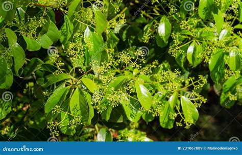 Close-up of Blossom of Camphor Tree Cinnamomum Camphora Common Camphor Wood or Camphor Laurel ...