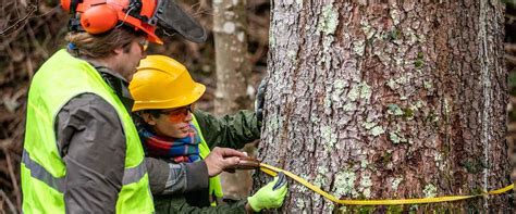 Safety Precautions for Tree Service Equipment: A Guide for Tree Workers