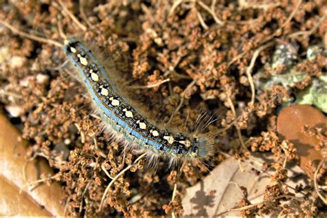 Forest tent caterpillars usually pose no threat | Local News | victoriaadvocate.com