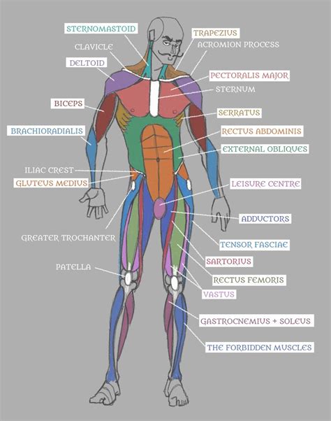 Human Anatomy: Muscles with Labels! by Pseudolonewolf on DeviantArt | Muscle diagram, Human ...