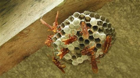 Prevent Wasp Nests [Video] in 2021 | Wasp, Red wasps, Prevention