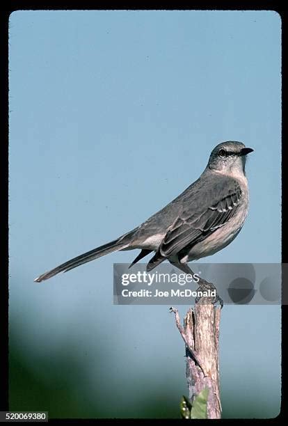 78 Florida Mockingbird Stock Photos, High-Res Pictures, and Images ...