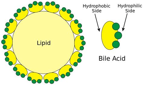 What is the Difference Between Bile Salts and Bile Pigments - Pediaa.Com