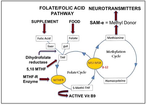 Epigenetics, Vitamin B9 – Folate Metabolism and MTHFR Mutations