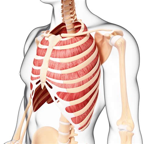 Intercostal Muscles Diagram