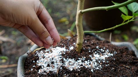 How To Make Your Own DIY Compost