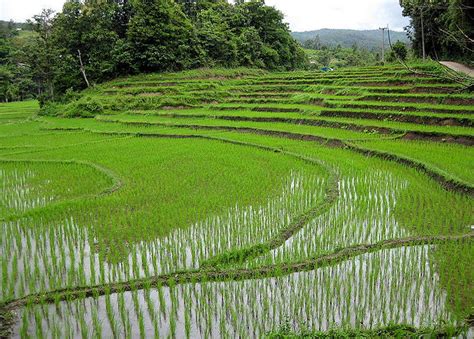 Rice Cultivation in Thailand | Rice fields near Chiang Mai,T… | Flickr