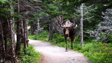 Giant moose surprises hikers on Canadian forest trail | Wild Animal Encounters - YouTube